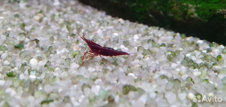 Креветка кардинал (Caridina dennerli)