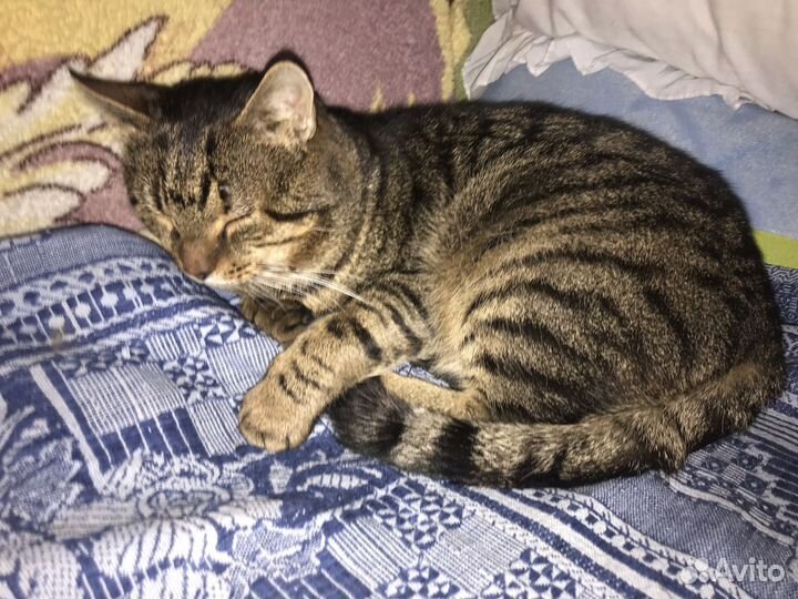 Бросили шикарного кота