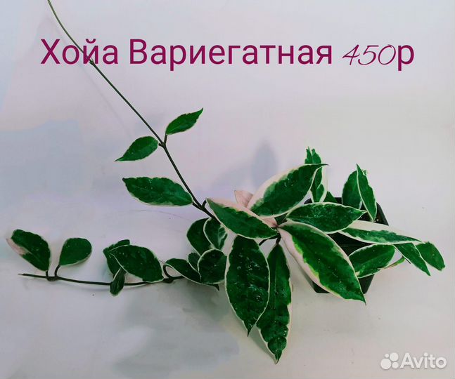 Комнатные растения Хойи разные