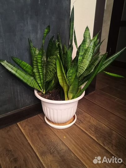 Сансевиерия