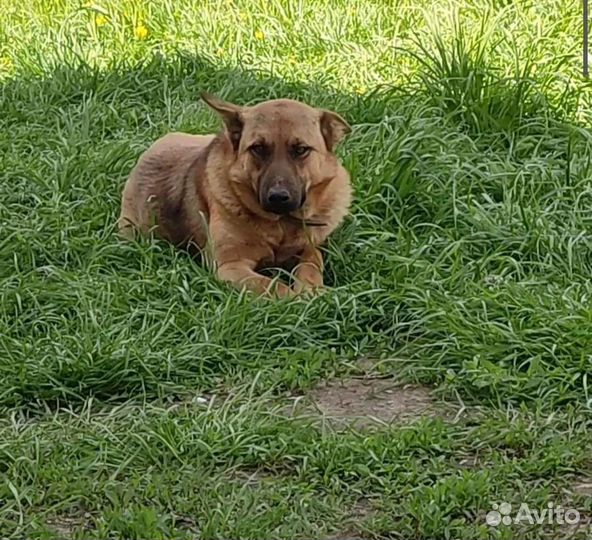 Подарите нашему мальчугану дом