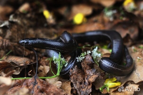 Черные молочные змеи