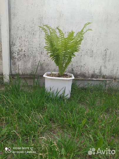 Папоротник садовый