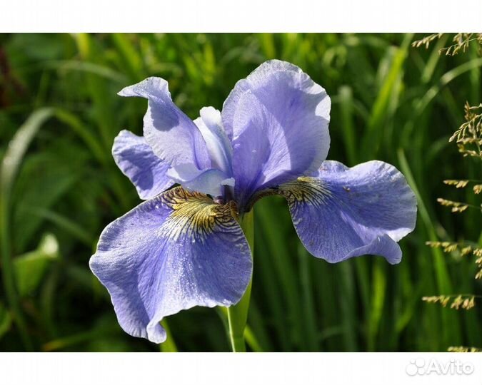 Ирис сибирский Tamberg