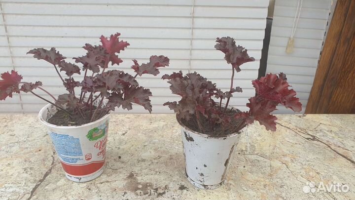 Гейхера Heuchera 