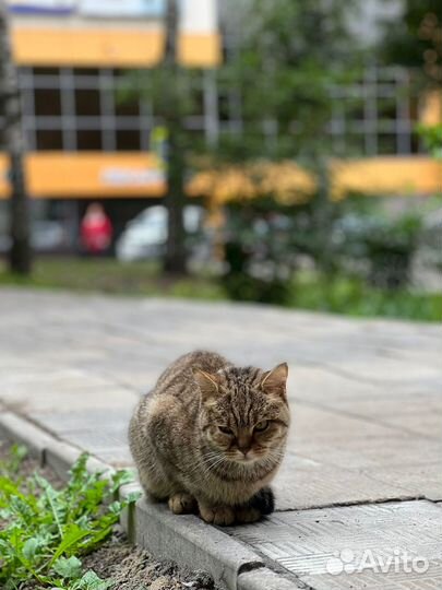 Британка на улице