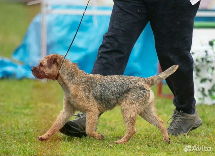 Щенки бордер терьера