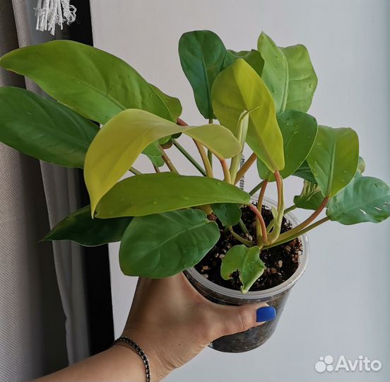 Филодендрон малайя голд