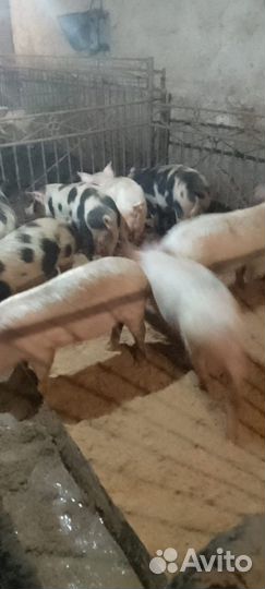 Продажа Свиней