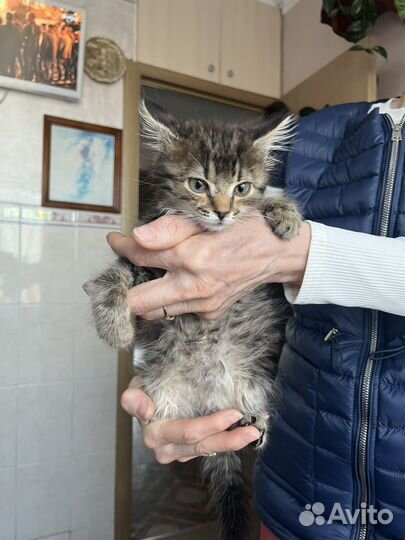 Котенок Пушок