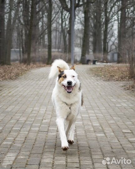 Собака в добрые руки