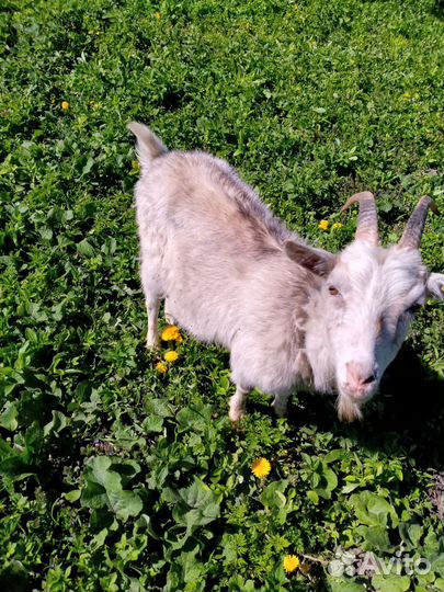 Козы и козлята без торга