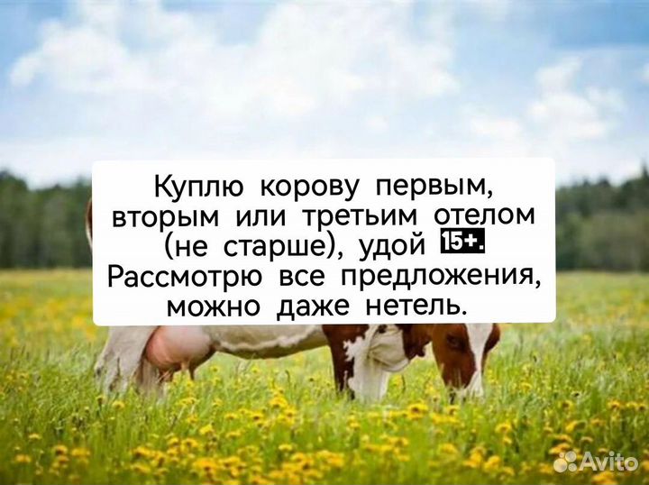 Корова