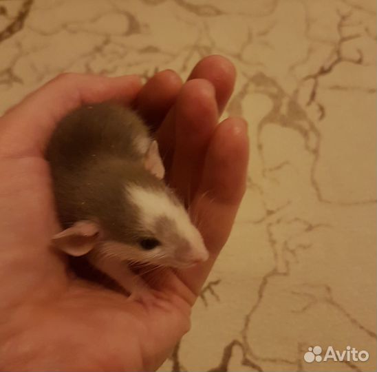 Крыски Дамбо