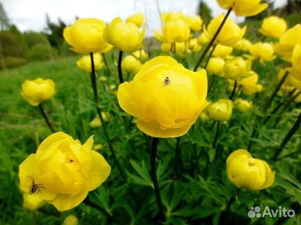 Многолетние садовые цветы 2