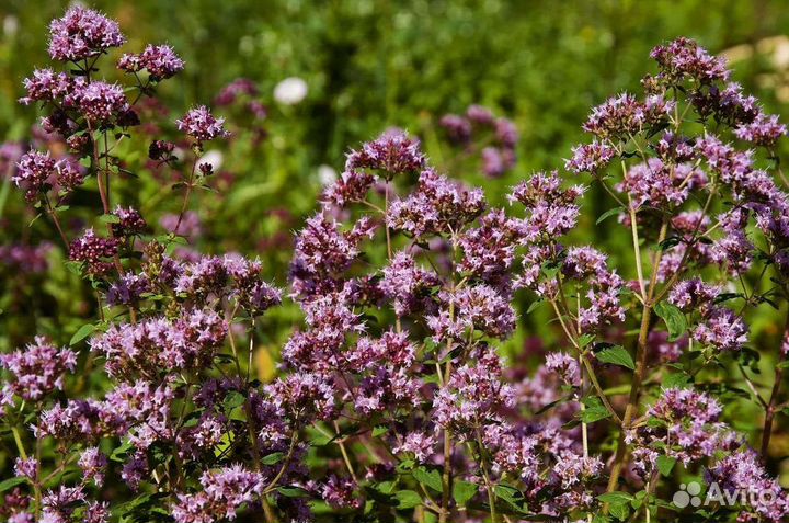 Ароматные пряные травы садовые
