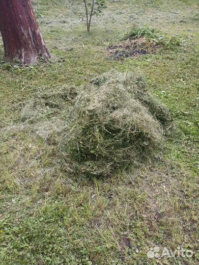 Газонная трава скошенная на сено