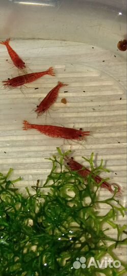 Аквариумные растения