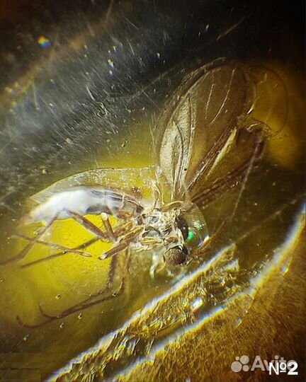 Насекомые (окаменелости)