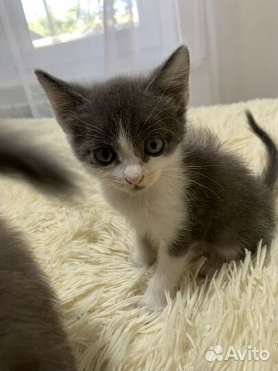 Котята в добрые руки бесплатно