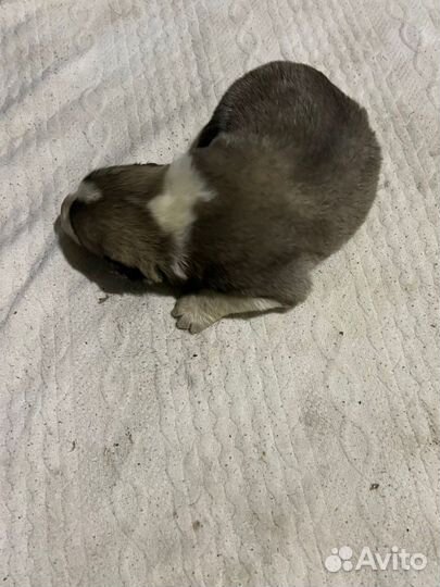 Средние азиатские овчарки