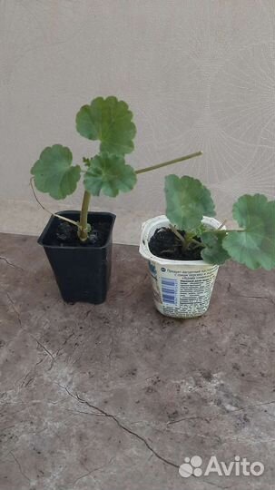 Пеларгония махровая