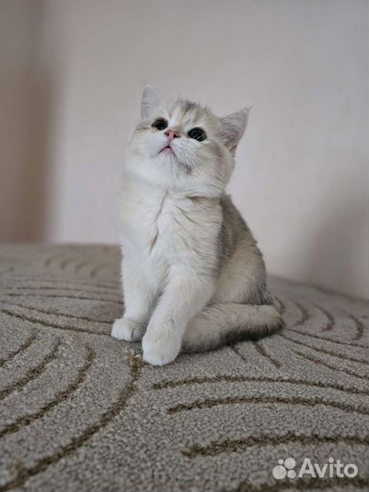 Золото для Вас