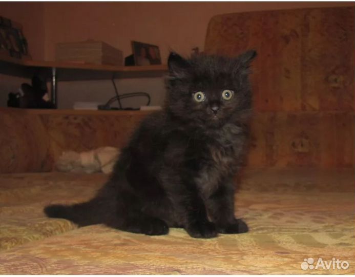 Котёнок Смолли