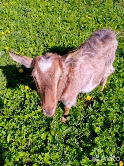 Козы и козлята без торга