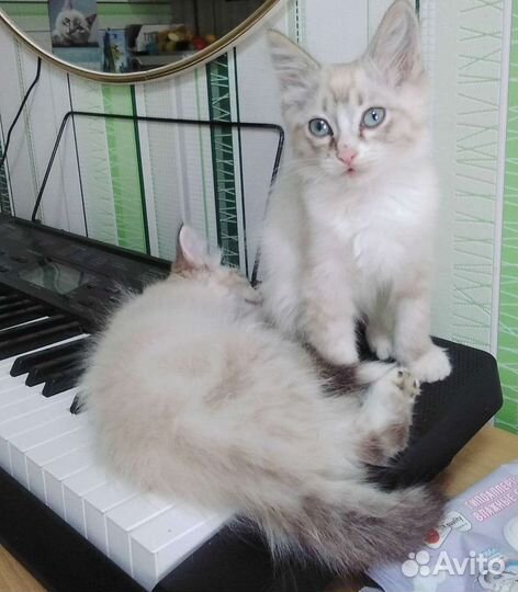 Котята
