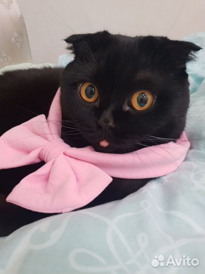 Репетитор по русскому языку