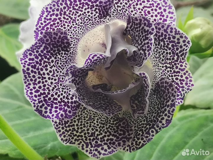 Глоксинии и стрептокарпусы