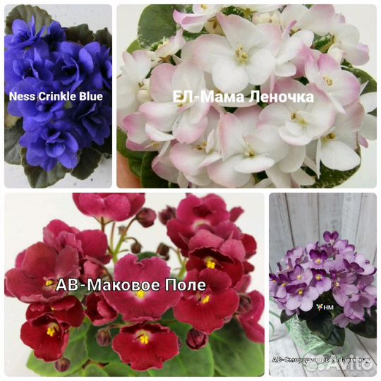 Сортовые фиалки мини