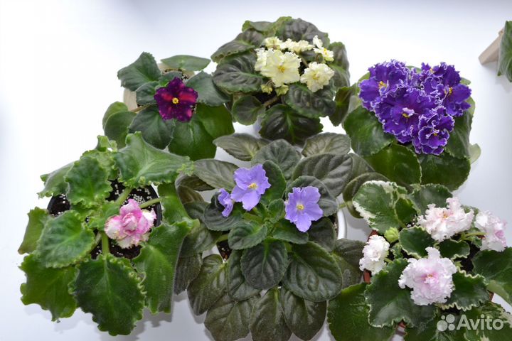 Фиалка сортовая