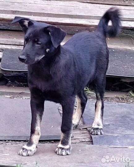 Щенок Дик 4,5 мес