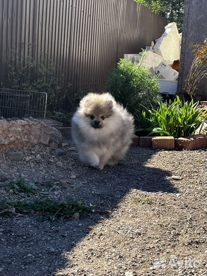 Щенки шпица