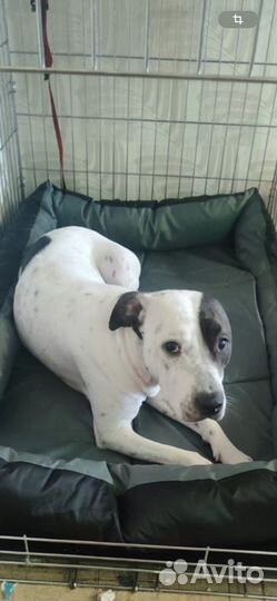 Питбуль девочка в добрые руки