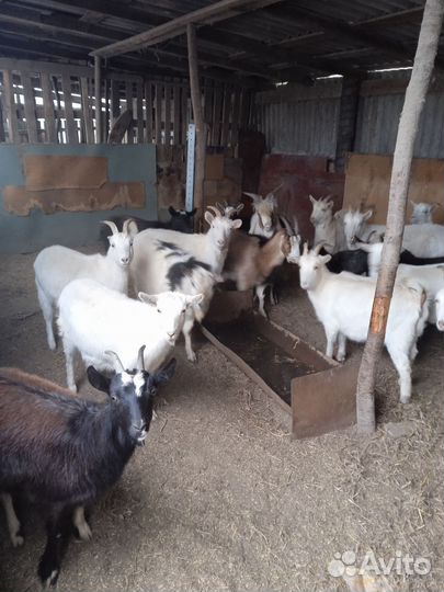 Козы с козлятами