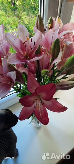 Луковицы лилий на цвету