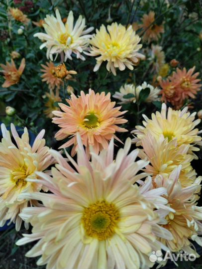 Астра, Очиток Видный, хризантема