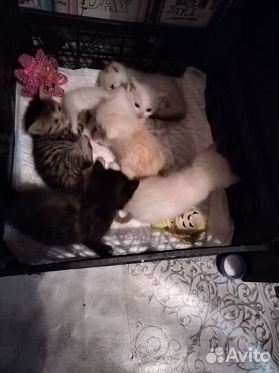 Котята в добрые руки бесплатно