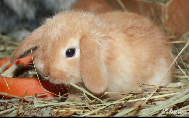 Вислоухие крольчата Mini Lop