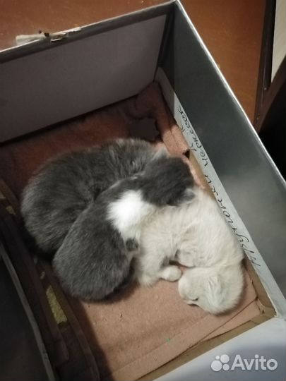 Вислоухие малыши