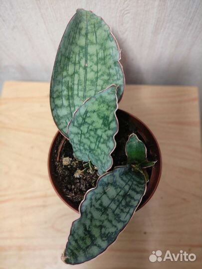 Сансевиерии, полисциас