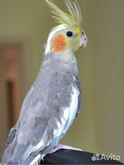 Волнистый попугай и корела 2500
