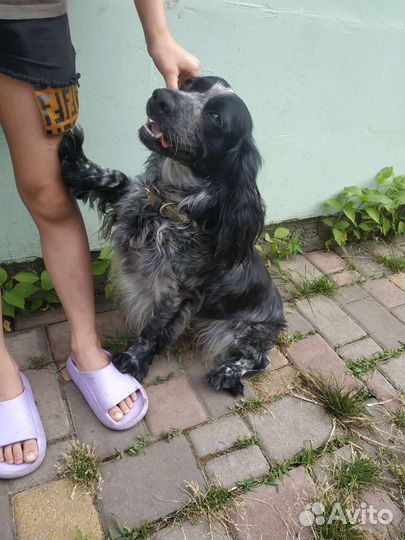 Русский спаниель