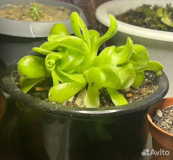 Ростки хищного растения жирянка cherry blossom