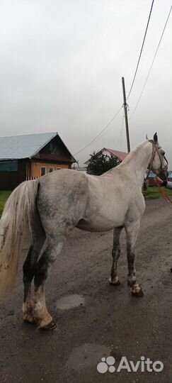 Орловские лошади