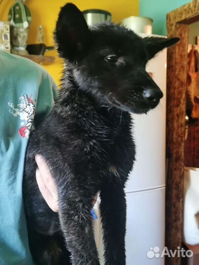 Щенки в добрые руки