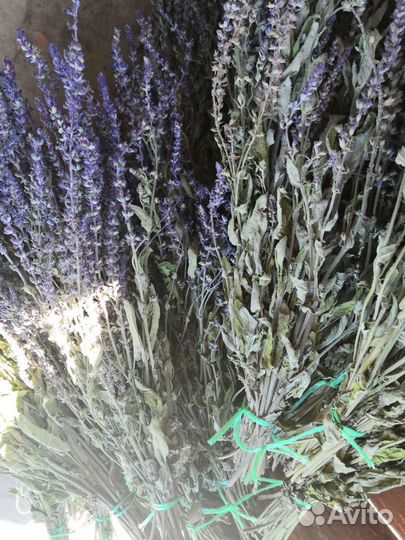 Веники для бани дубовые, липовые, берёзовые